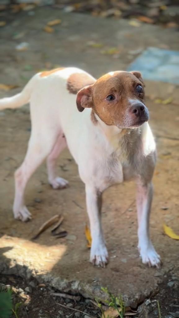 Fred, cachorro de porte pequeno para adoção em Lagoa da Prata - MG