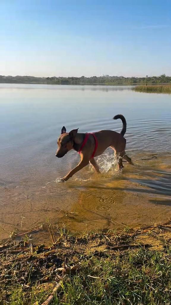 Flor, cadela de porte médio para adoção em Lagoa da Prata - MG