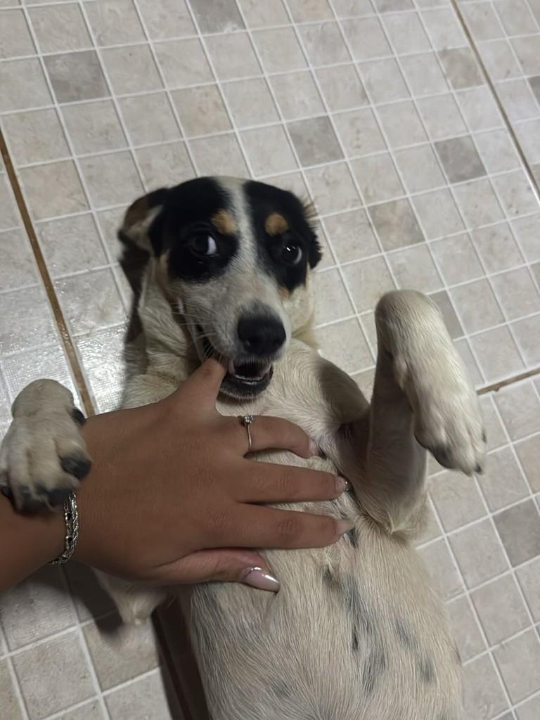 Ela, cadela de porte pequeno para adoção em Lagoa da Prata - MG