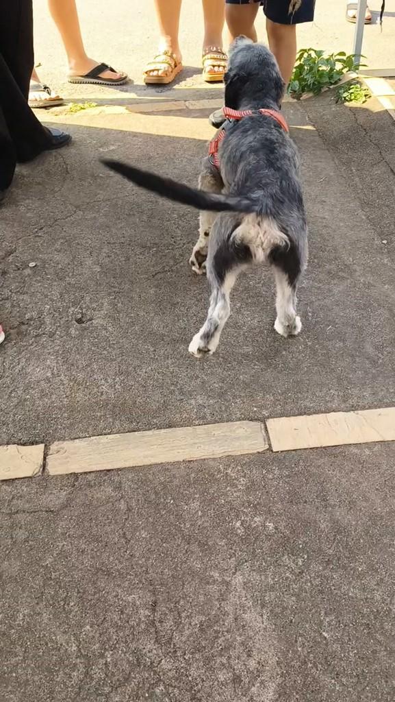 Pitty, cachorro de porte pequeno para adoção em Lagoa da Prata - MG