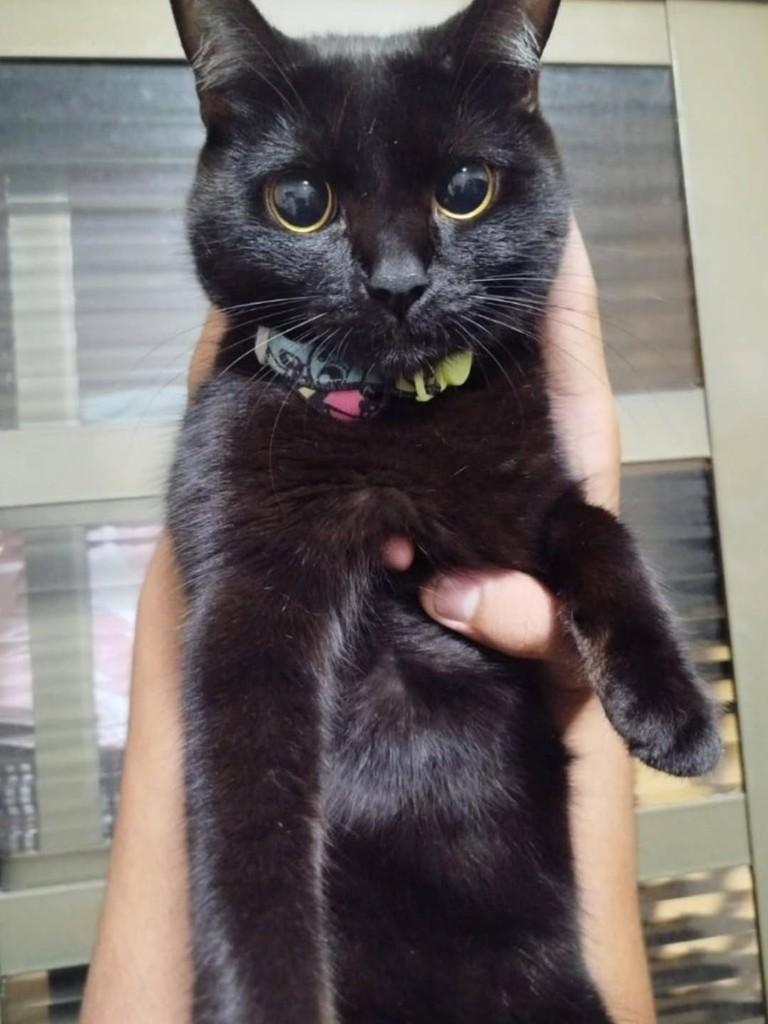 Pequenininha, gata de porte médio para adoção em Duque de Caxias - RJ