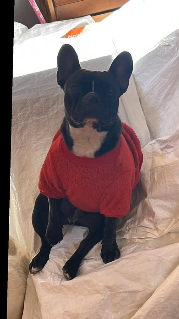 Pérola, cachorro de porte pequeno para adoção em São Manuel - SP