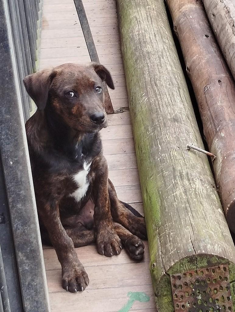 Ronaldo, cachorro de porte pequeno para adoção em São Bento do Sul - SC