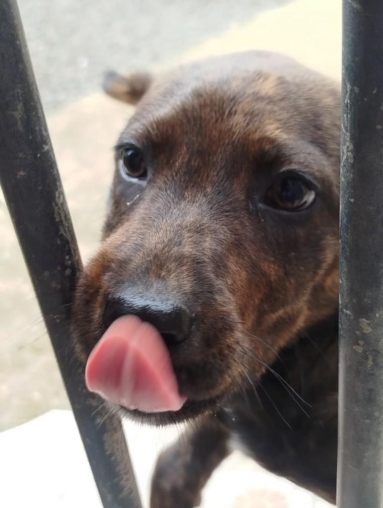 Ronaldo, cachorro de porte pequeno para adoção em São Bento do Sul - SC — foto 2 de 4