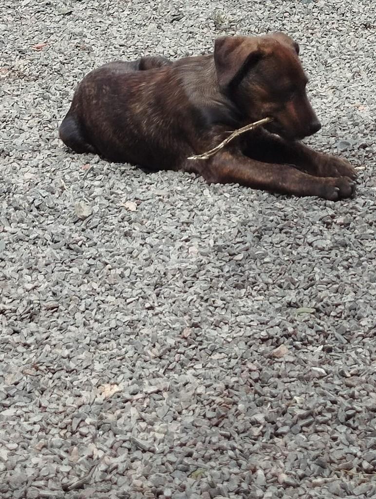 Ronaldo, cachorro de porte pequeno para adoção em São Bento do Sul - SC — foto 3 de 4