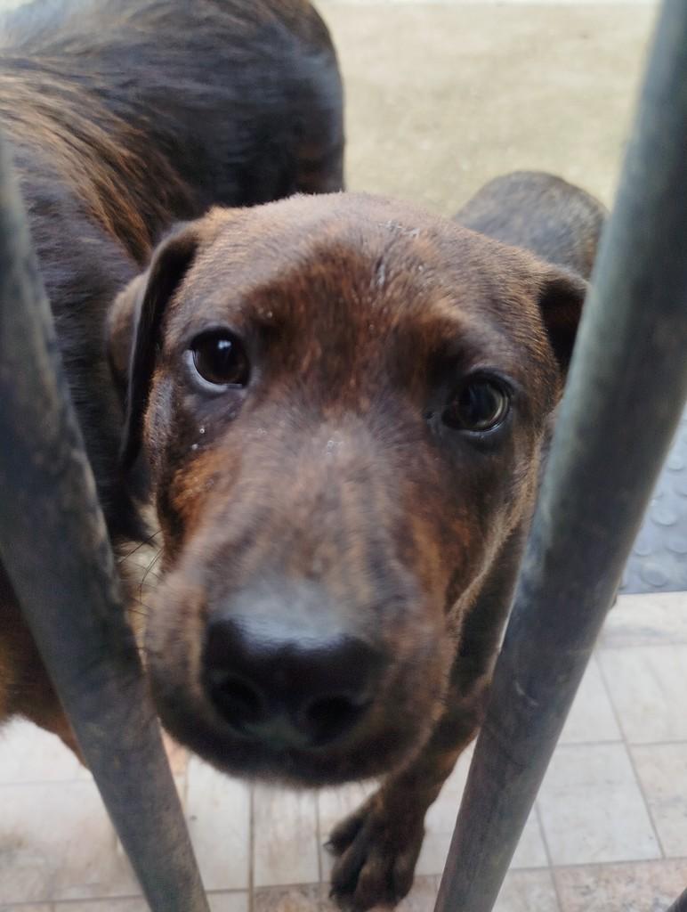 Ronaldo, cachorro de porte pequeno para adoção em São Bento do Sul - SC — foto 4 de 4