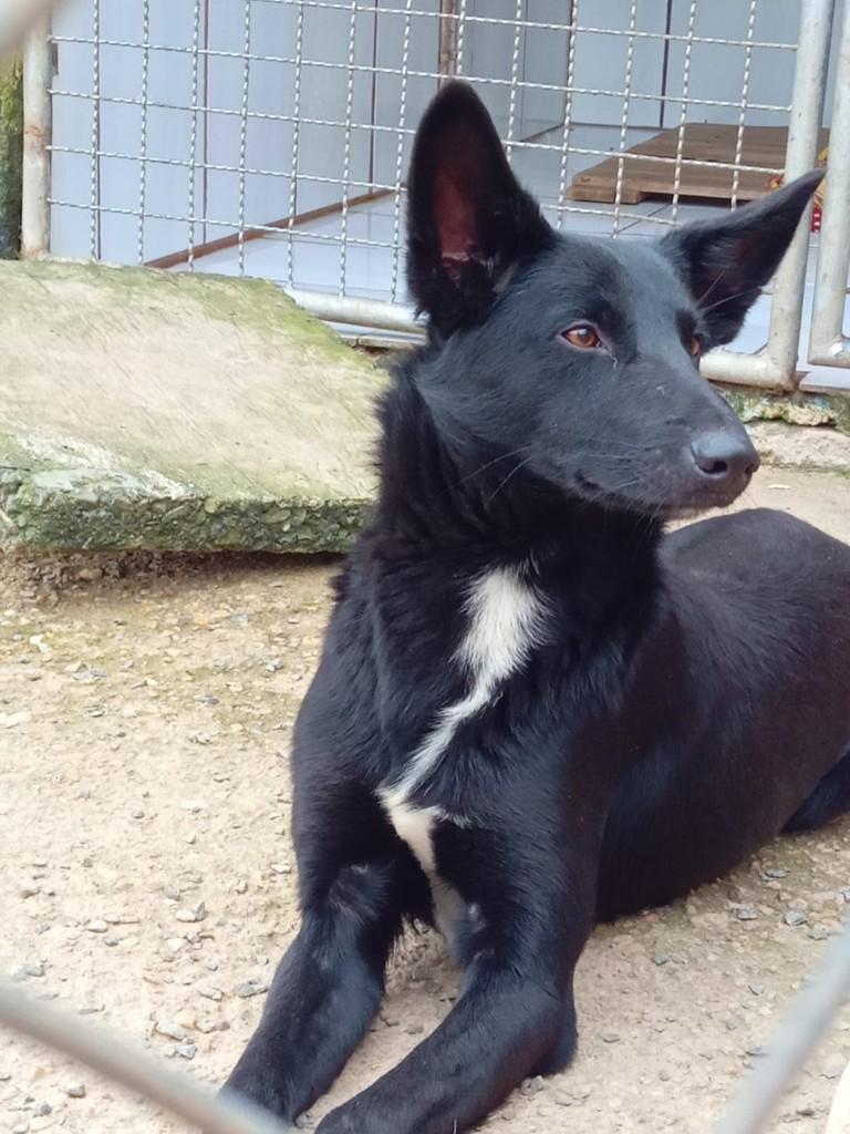 Raposinho, cachorro de porte médio para adoção em São Bento do Sul - SC