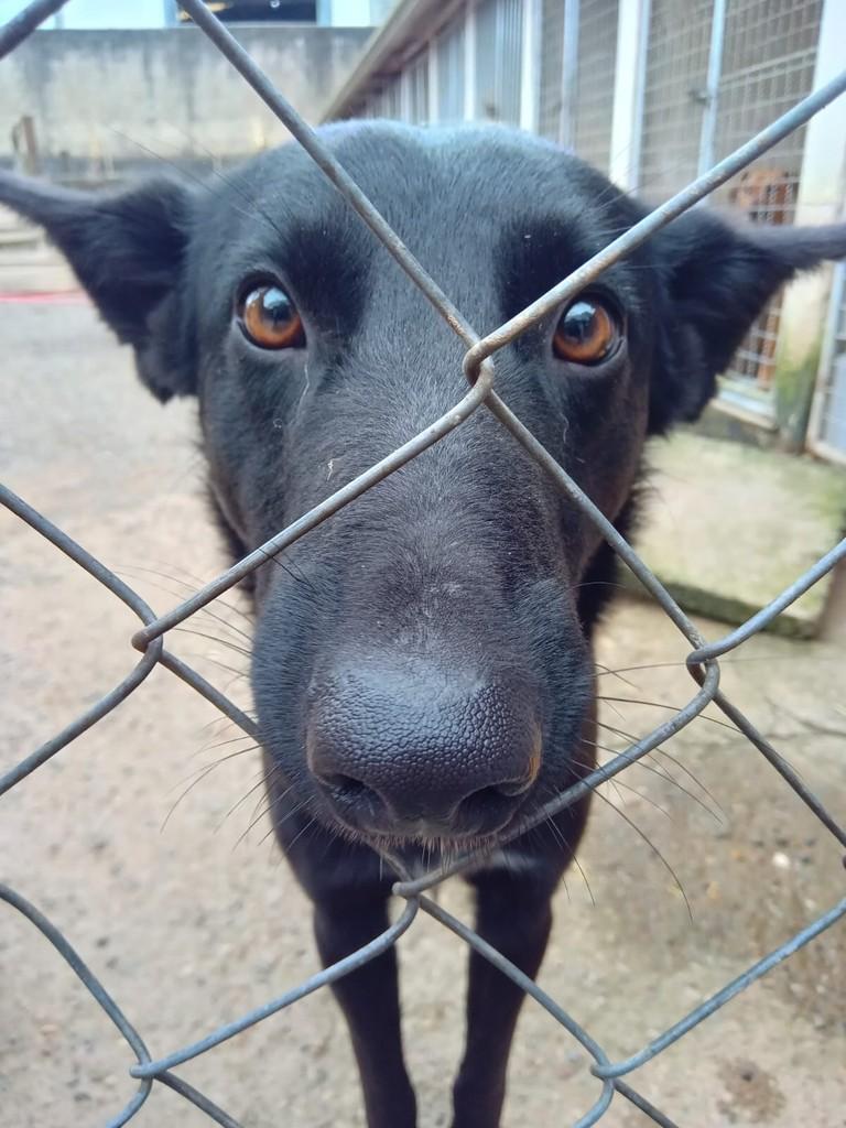 Raposinho, cachorro de porte médio para adoção em São Bento do Sul - SC — foto 2 de 3