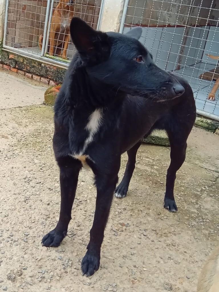 Raposinho, cachorro de porte médio para adoção em São Bento do Sul - SC — foto 3 de 3