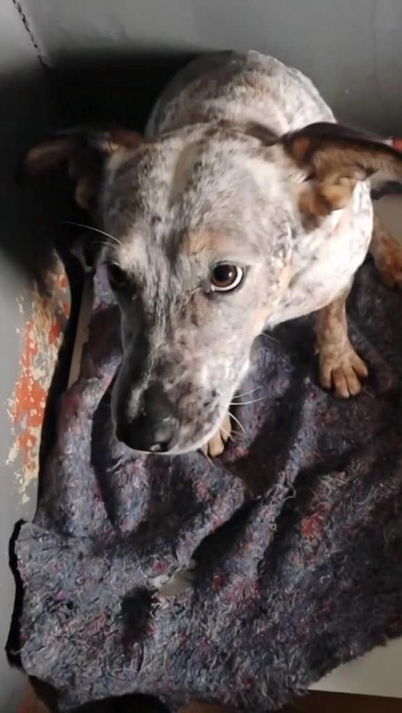 Pintado Joberto, cachorro de porte pequeno para adoção em Capão Bonito - SP