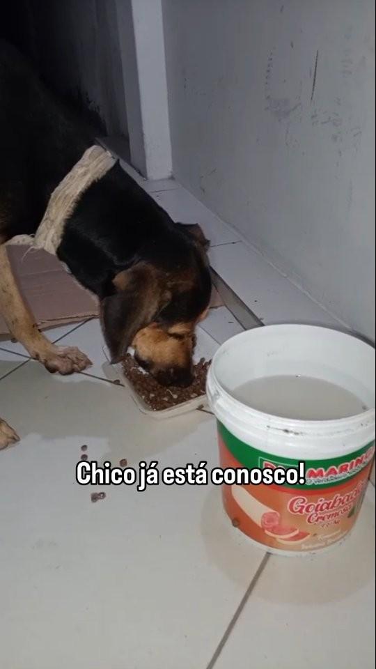 Chico, cachorro de porte médio para adoção em Amargosa - BA
