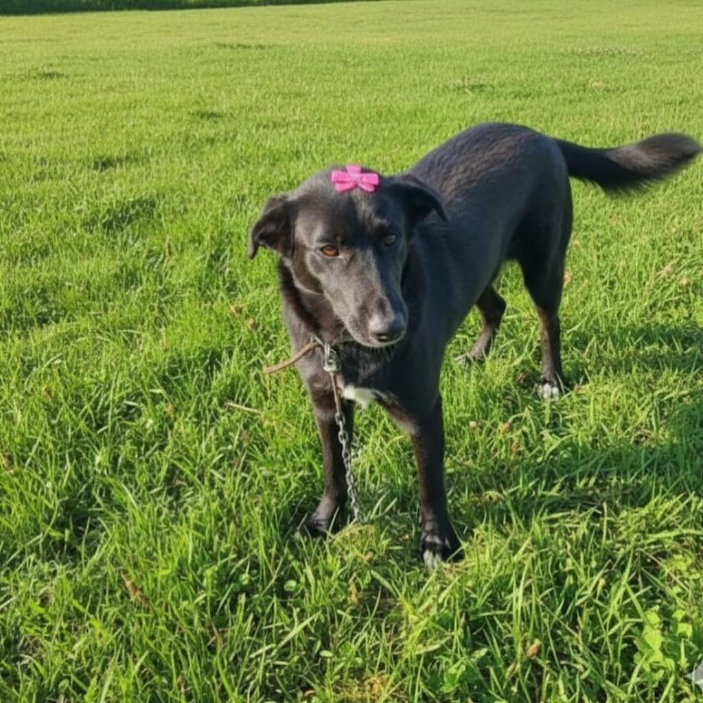 Bela, cachorro de porte médio para adoção em Arroio do Meio - RS