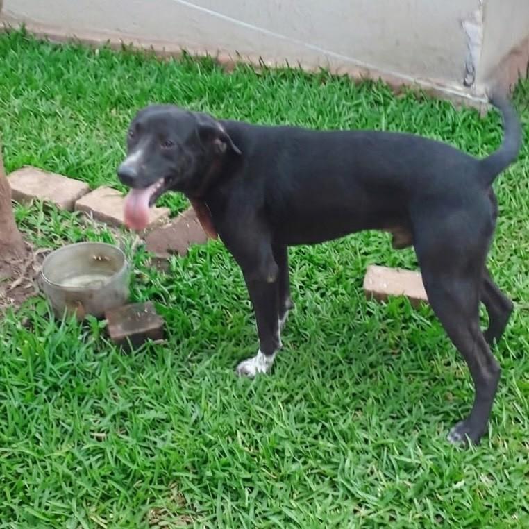 Zulu, cachorro de porte médio para adoção em Arroio do Meio - RS
