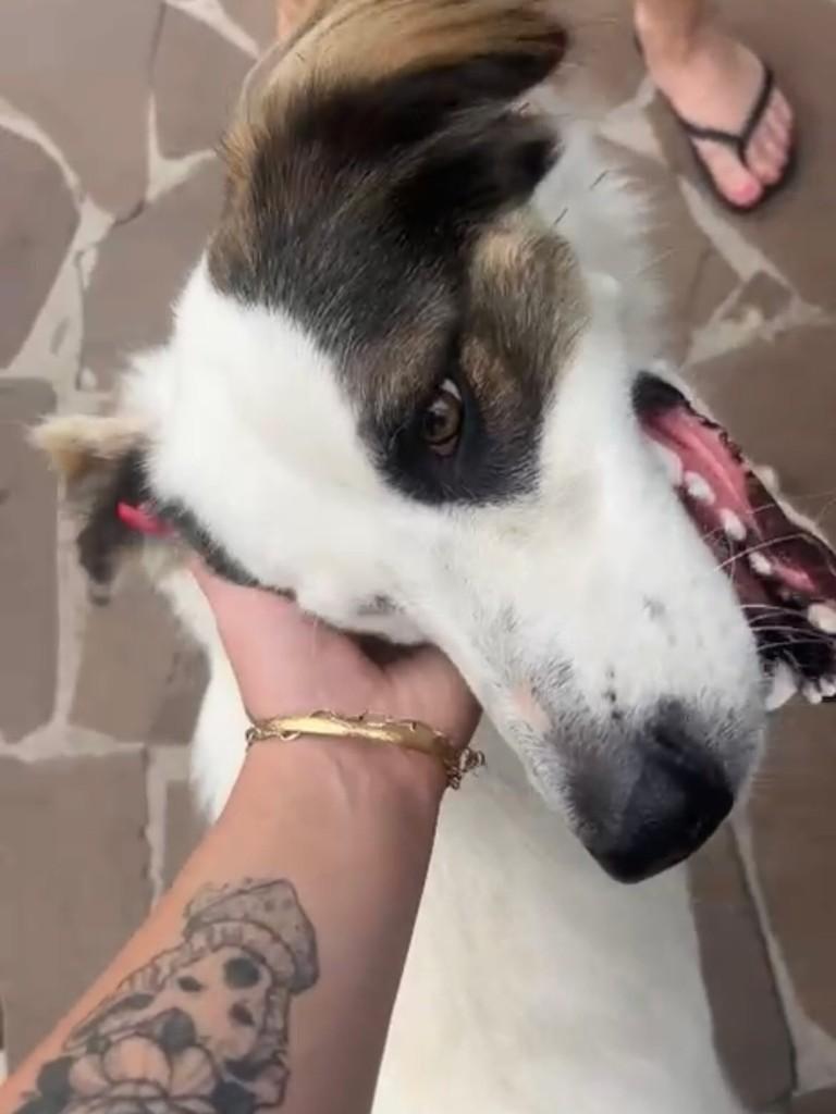 Seu Dono Se Mudou e Deixou O Cao, cachorro de porte médio para adoção em Arroio do Meio - RS