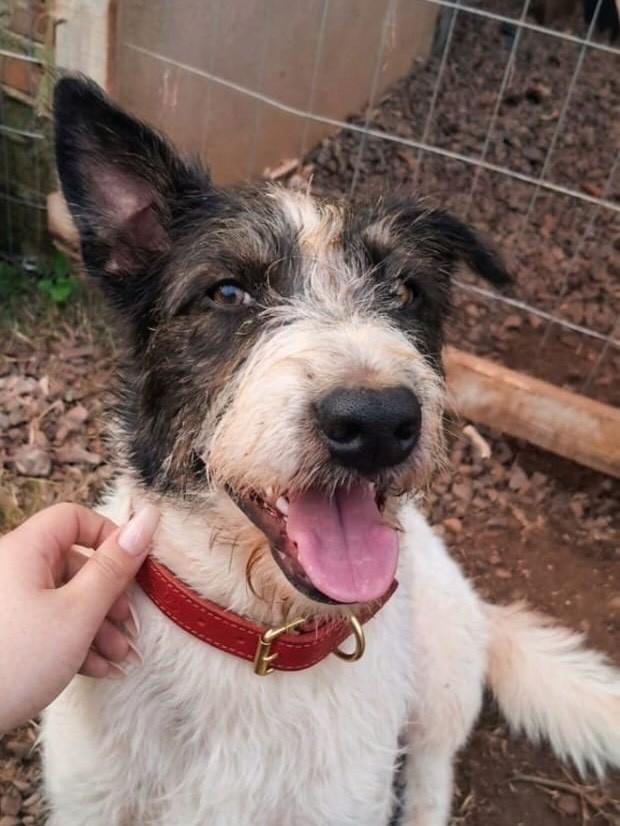 Jack, cachorro de porte médio para adoção em Arroio do Meio - RS