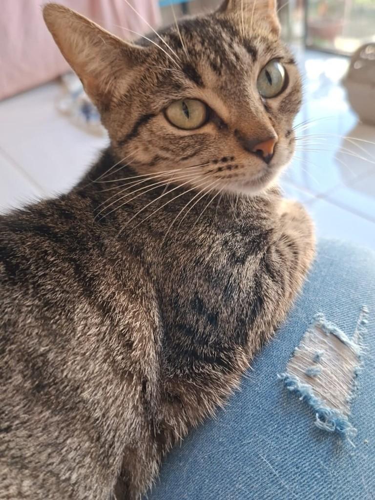 Mel, gata de porte pequeno para adoção em Arroio do Meio - RS