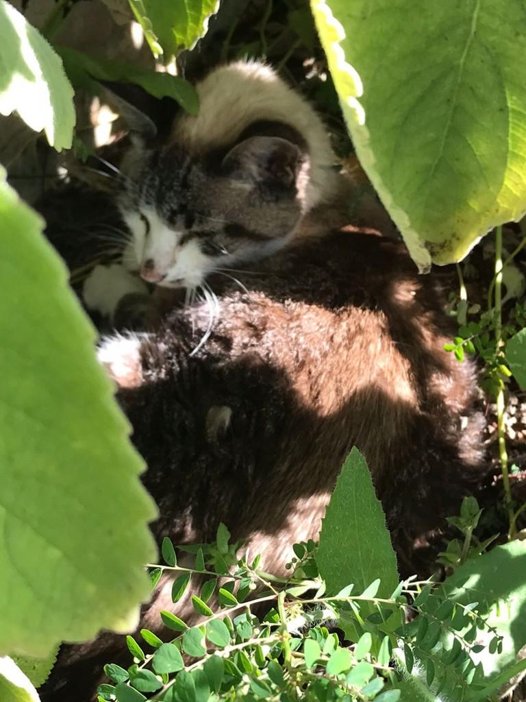 Mia, gato de porte pequeno para adoção em Arroio do Meio - RS