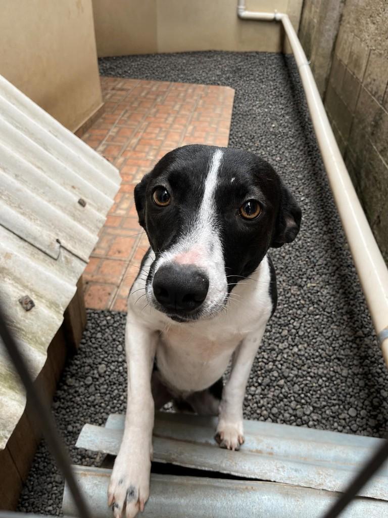 Maya, cachorro de porte pequeno para adoção em Arroio do Meio - RS