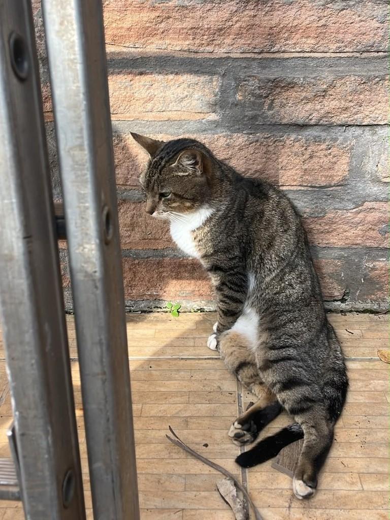 Domingo, gata de porte pequeno para adoção em Arroio do Meio - RS