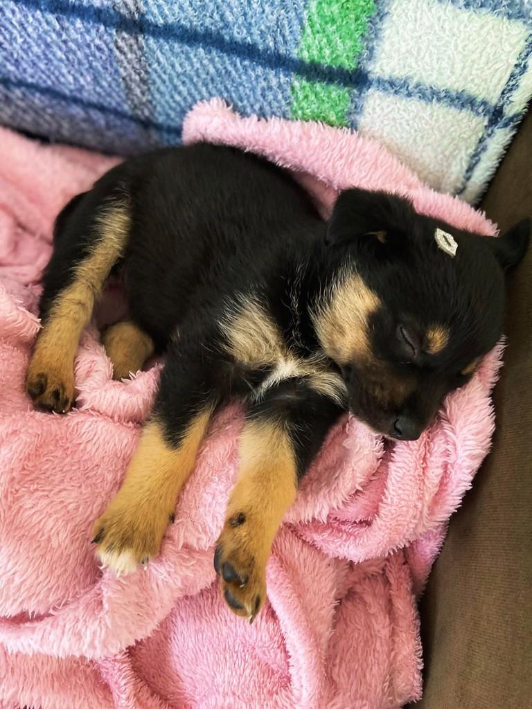 Princesa, cachorro de porte pequeno para adoção em Arroio do Meio - RS