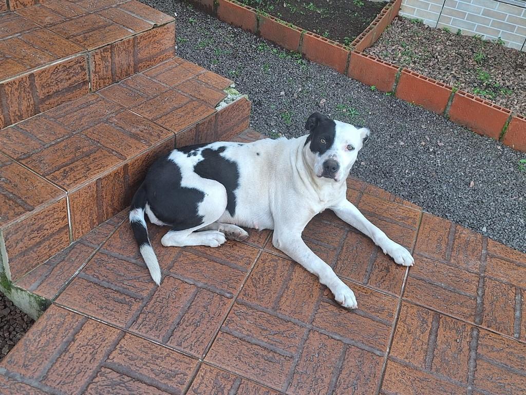 Linda Menina, cadela de porte grande para adoção em Arroio do Meio - RS