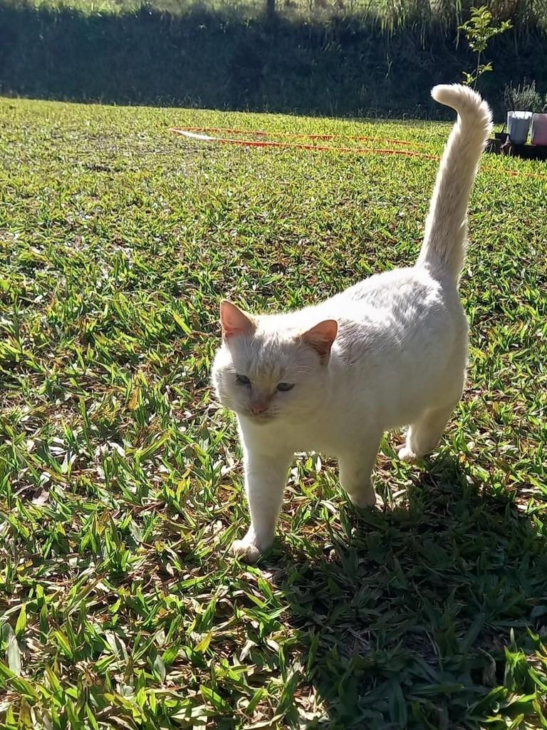 Frajola, gato de porte médio para adoção em Aimorés - MG