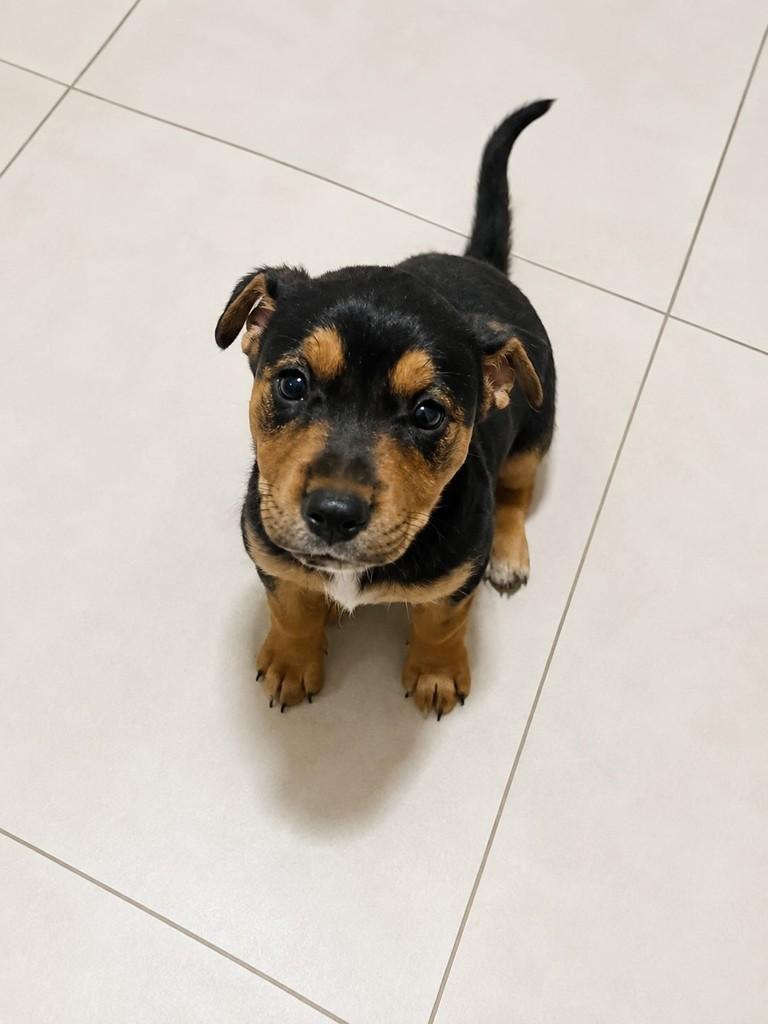 Última Irmãzinha, cadela de porte médio para adoção em Arroio do Meio - RS