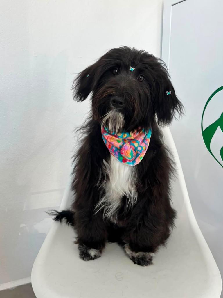 Príncipe, cachorro de porte pequeno para adoção em Arroio do Meio - RS