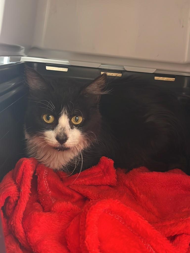 Palitó, gato de porte pequeno para adoção em Arroio do Meio - RS