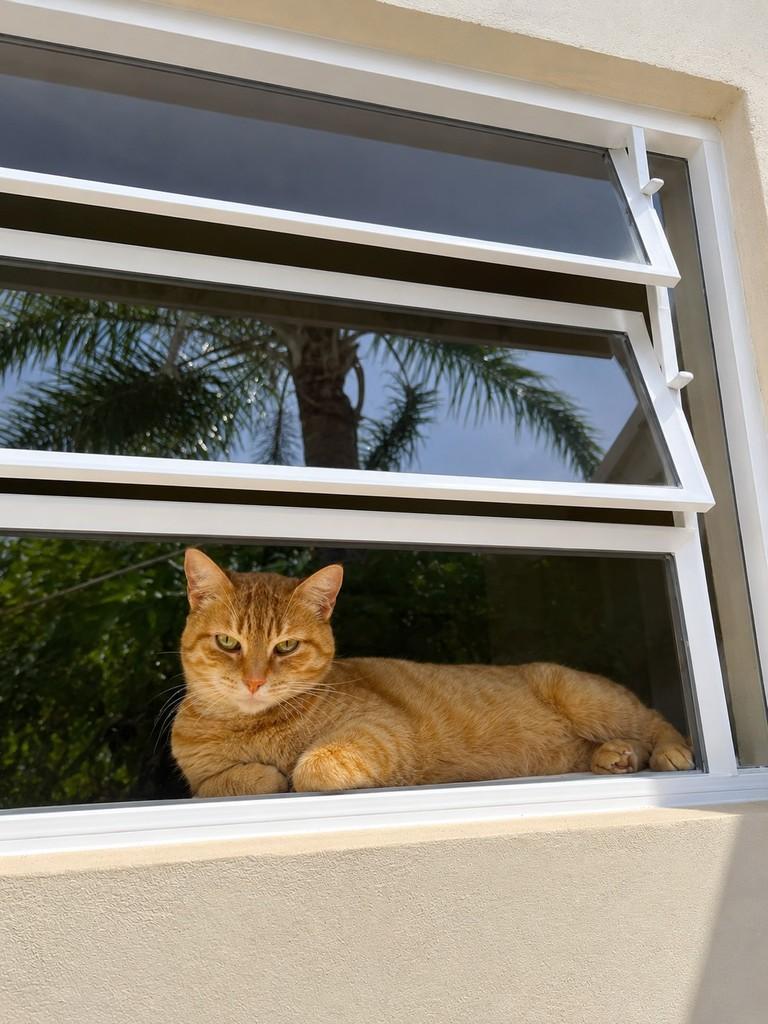 Laranjinha, gato de porte médio para adoção em Arroio do Meio - RS