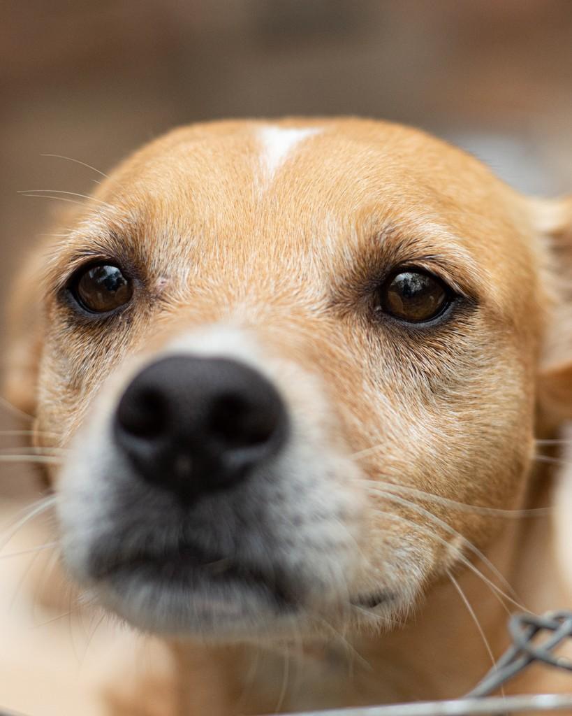 Pingo, cachorro de porte grande para adoção em Arroio do Meio - RS