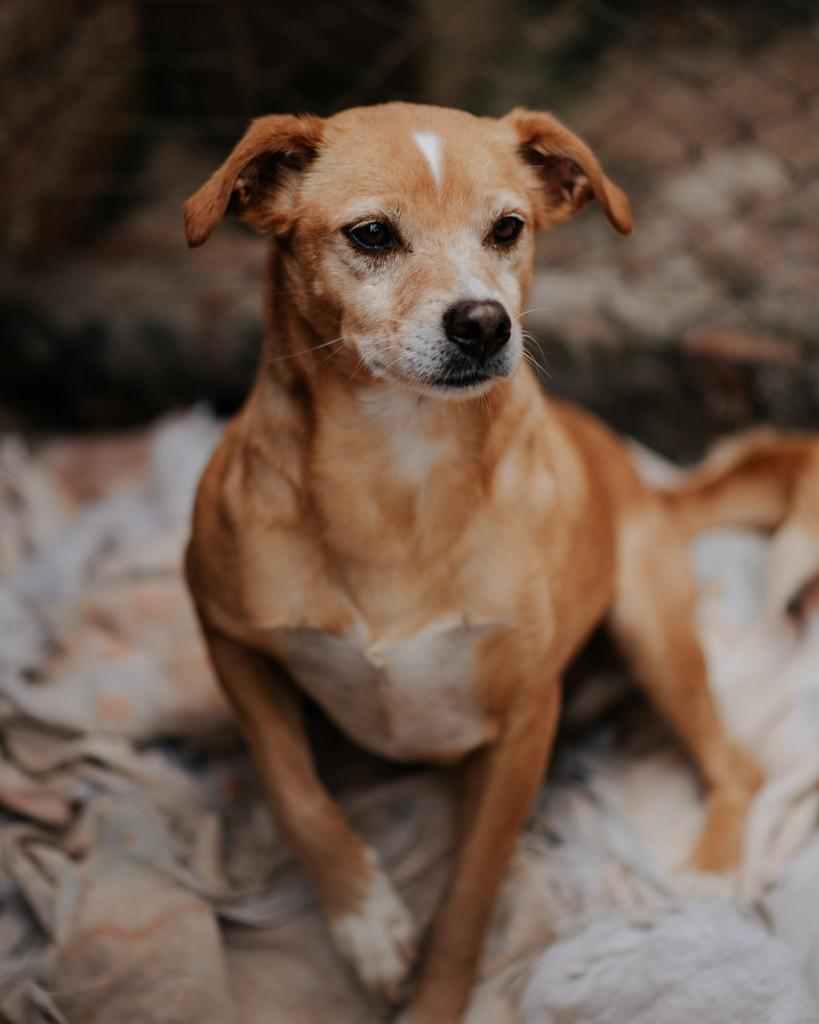 Pingo, cachorro de porte grande para adoção em Arroio do Meio - RS — foto 2 de 3
