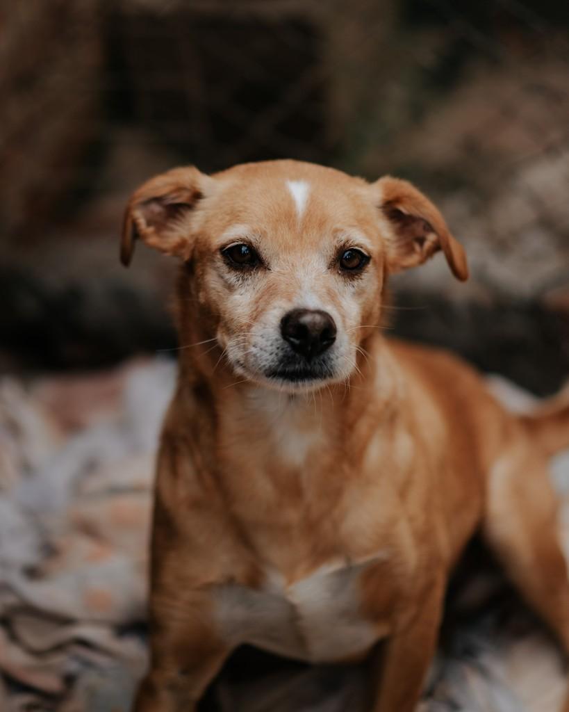 Pingo, cachorro de porte grande para adoção em Arroio do Meio - RS — foto 3 de 3