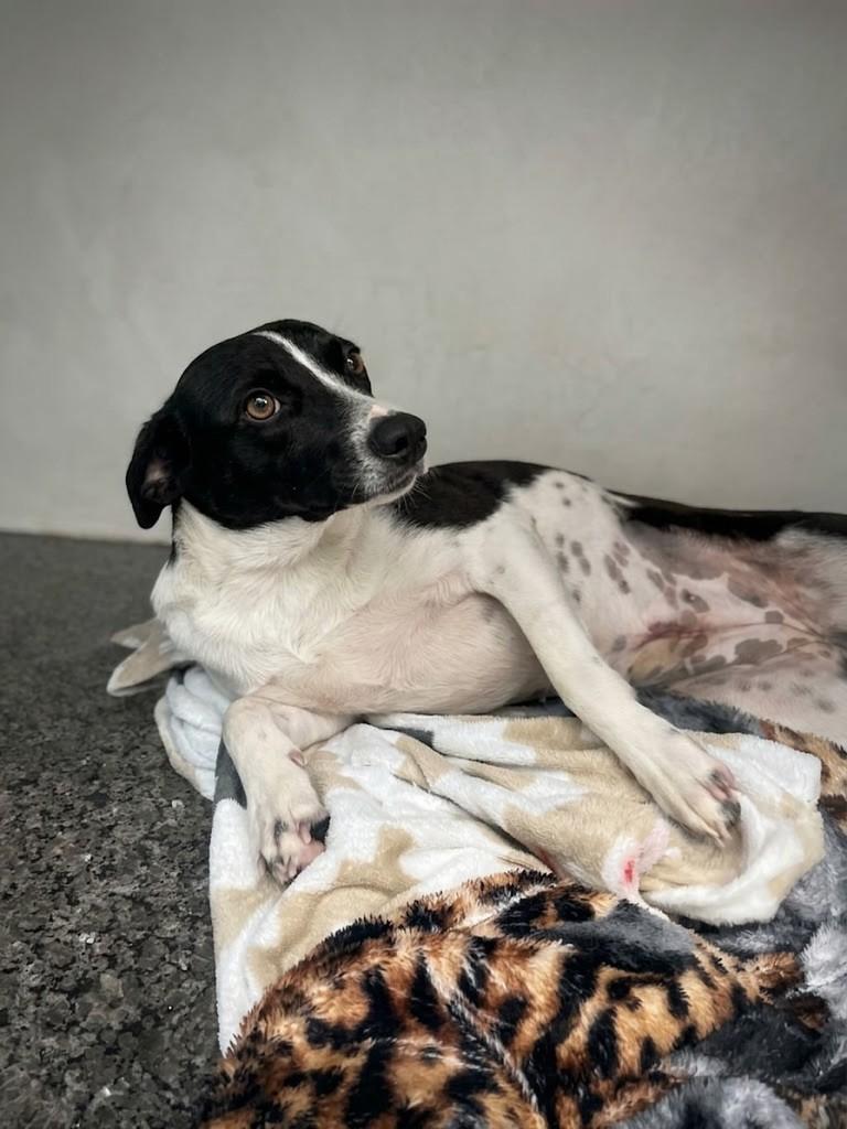 Maia, cadela de porte pequeno para adoção em Arroio do Meio - RS