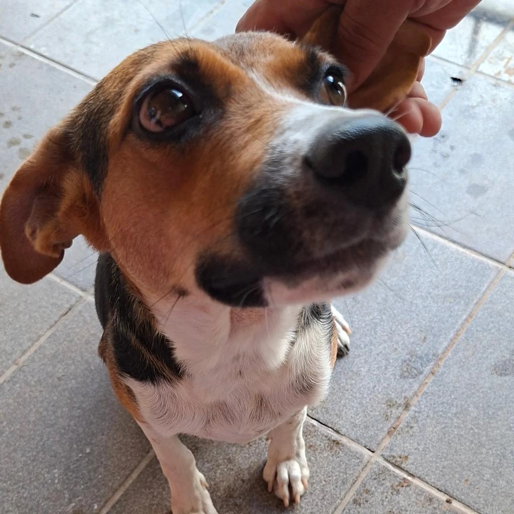 Lola, cachorro de porte pequeno para adoção em Itatinga - SP