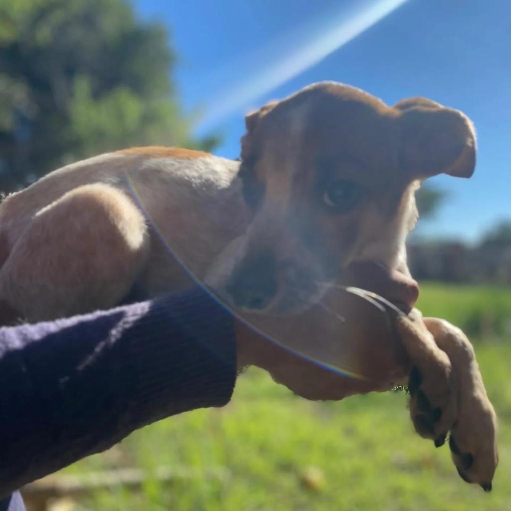 Gimena, cachorro de porte pequeno para adoção em Itatinga - SP