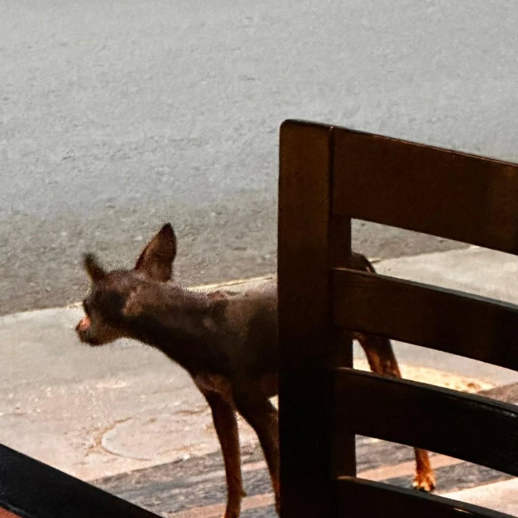 Café, cachorro de porte pequeno para adoção em Andradina - SP