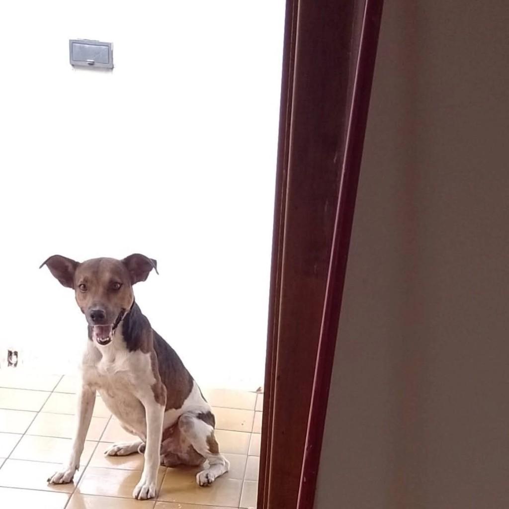 Toddy, cachorro de porte médio para adoção em Andradina - SP