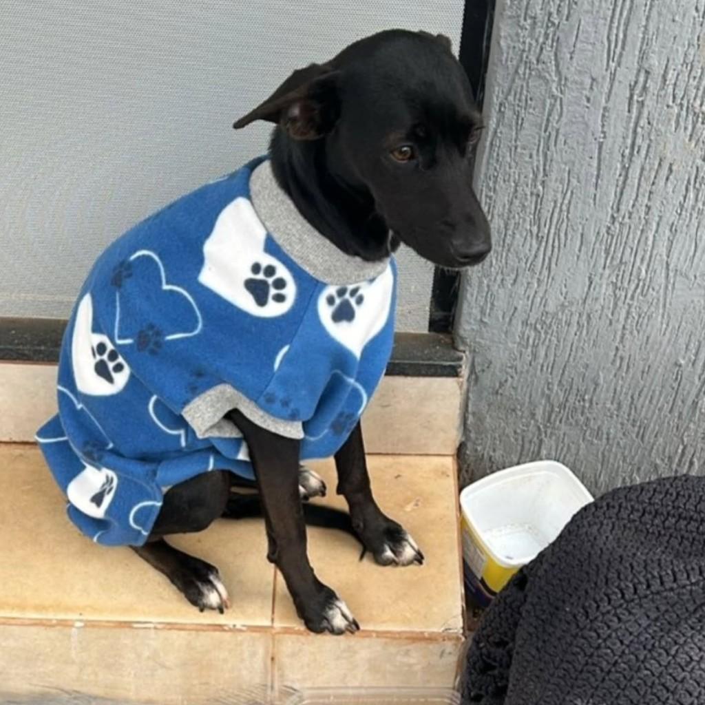 Ela, cadela de porte pequeno para adoção em Andradina - SP