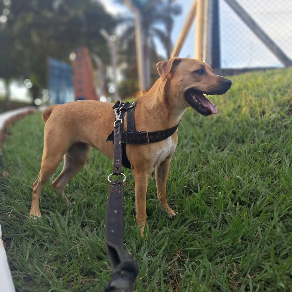 Mini, cadela de porte pequeno para adoção em Andradina - SP