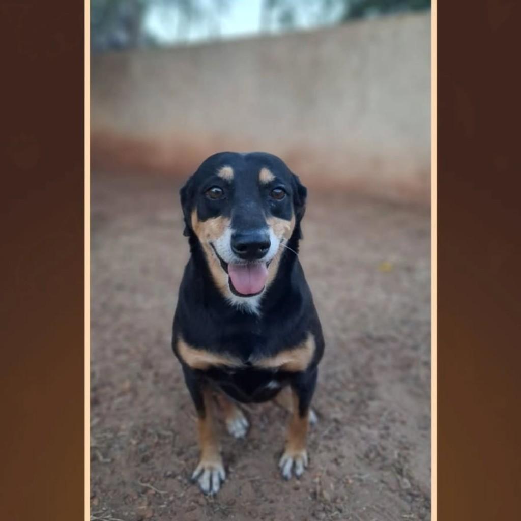 Pretinha, cachorro de porte pequeno para adoção em Andradina - SP