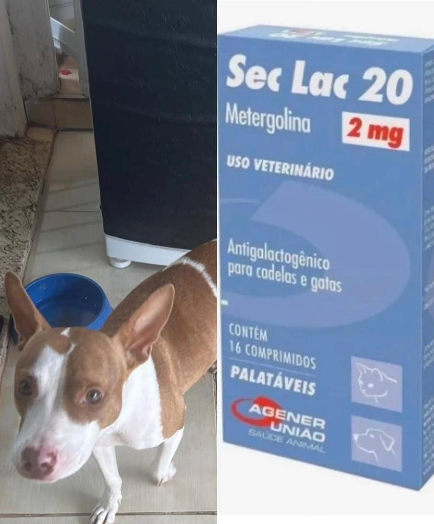 Mãezinha, cadela de porte médio para adoção em Andradina - SP