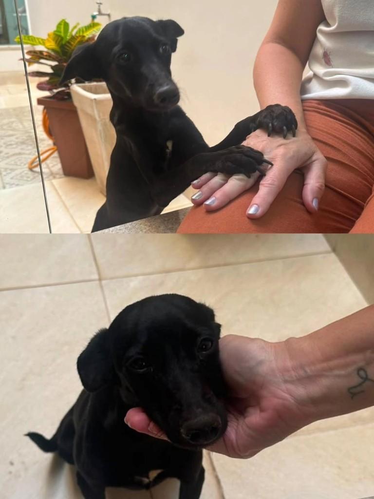 Docinho, cachorro de porte pequeno para adoção em Andradina - SP