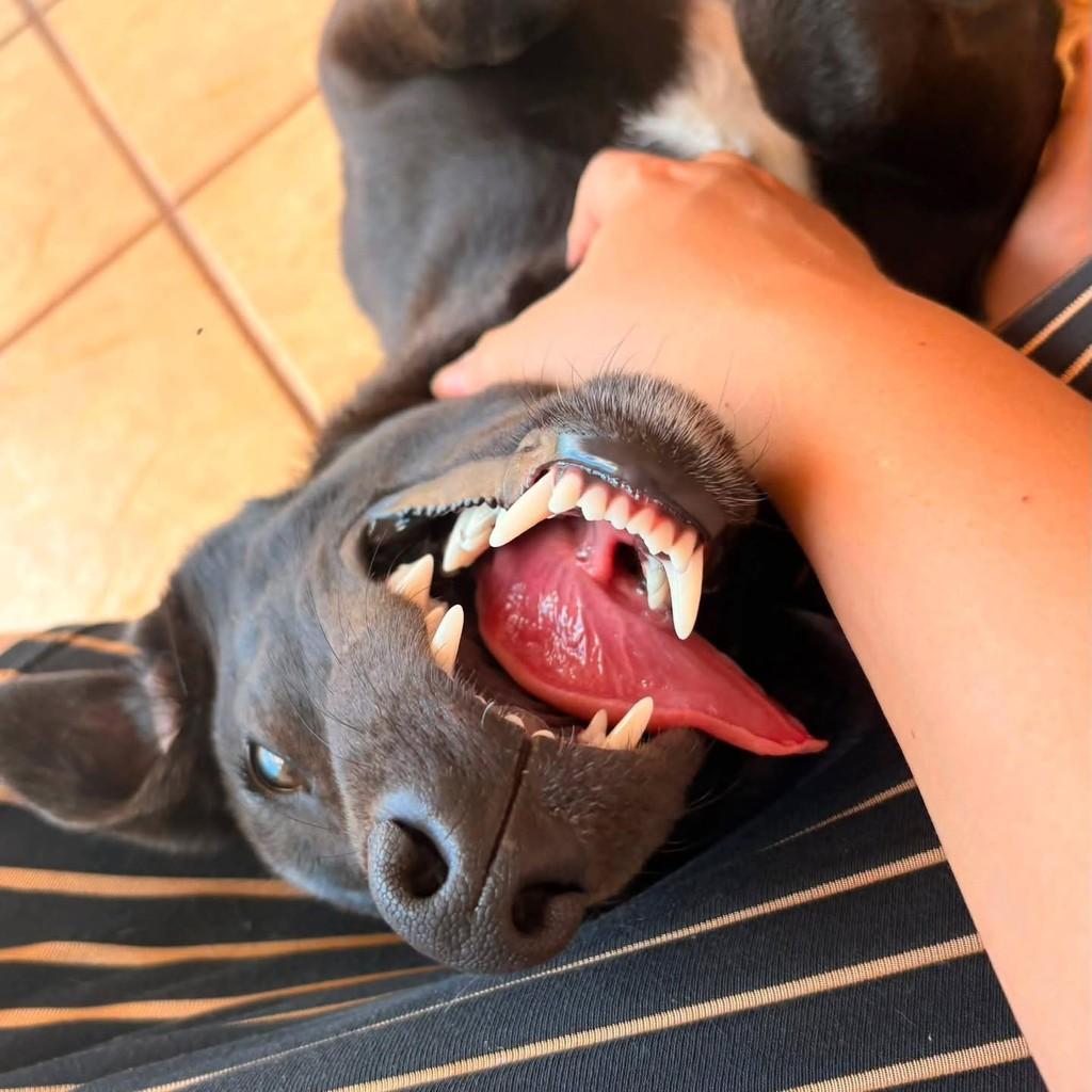 Mocinha, cachorro de porte médio para adoção em Andradina - SP
