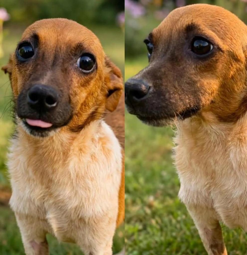Dudu, cachorro de porte pequeno para adoção em Andradina - SP