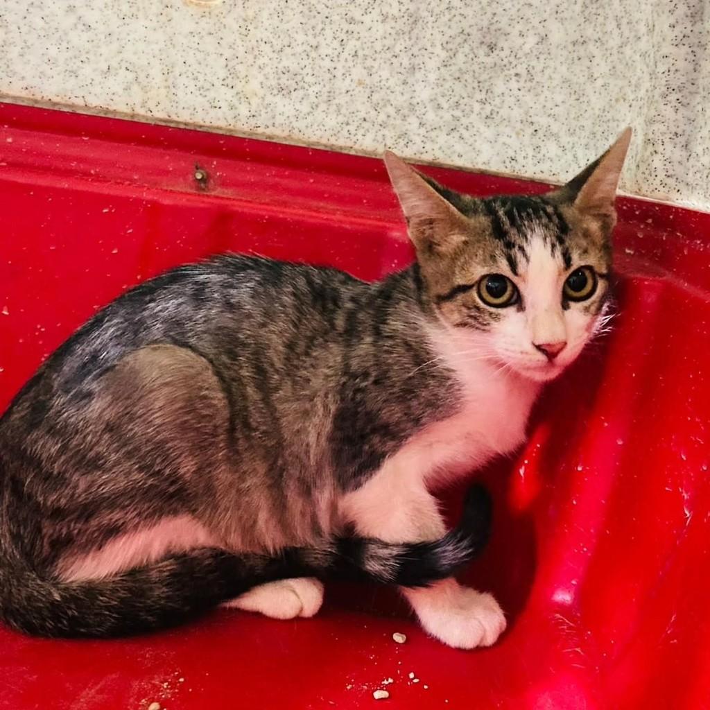 Érica, gato de porte pequeno para adoção em Andradina - SP