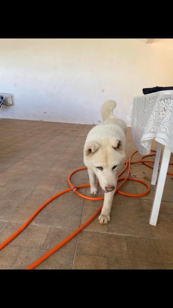 Akita Inu, cachorro de porte grande para adoção em Bom Retiro do Sul - RS