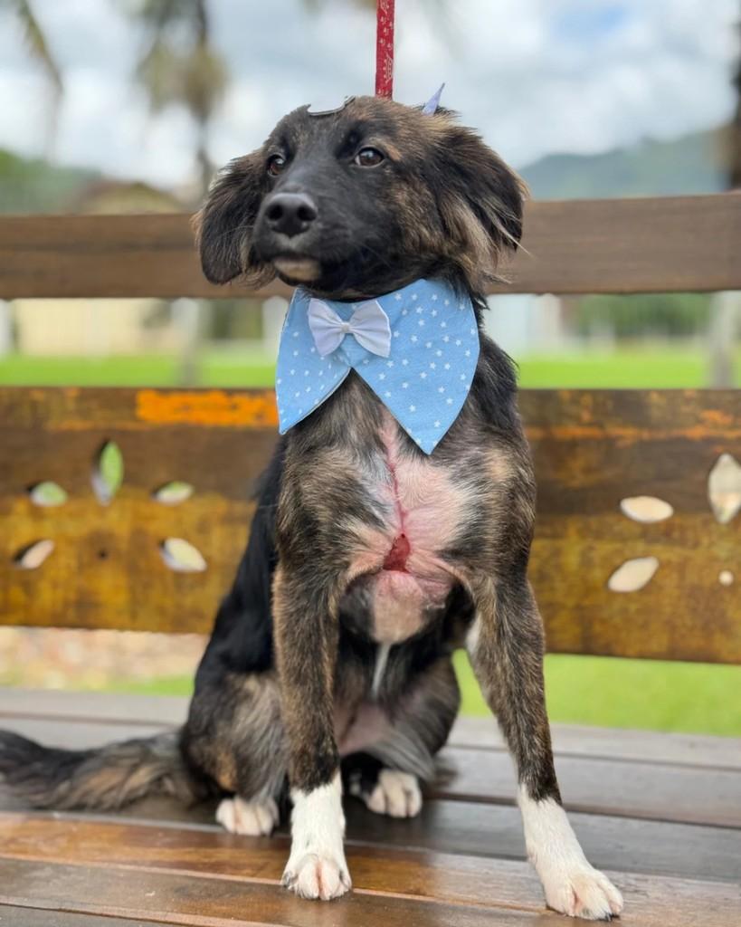Ele, cachorro de porte médio para adoção em Benedito Novo - SC