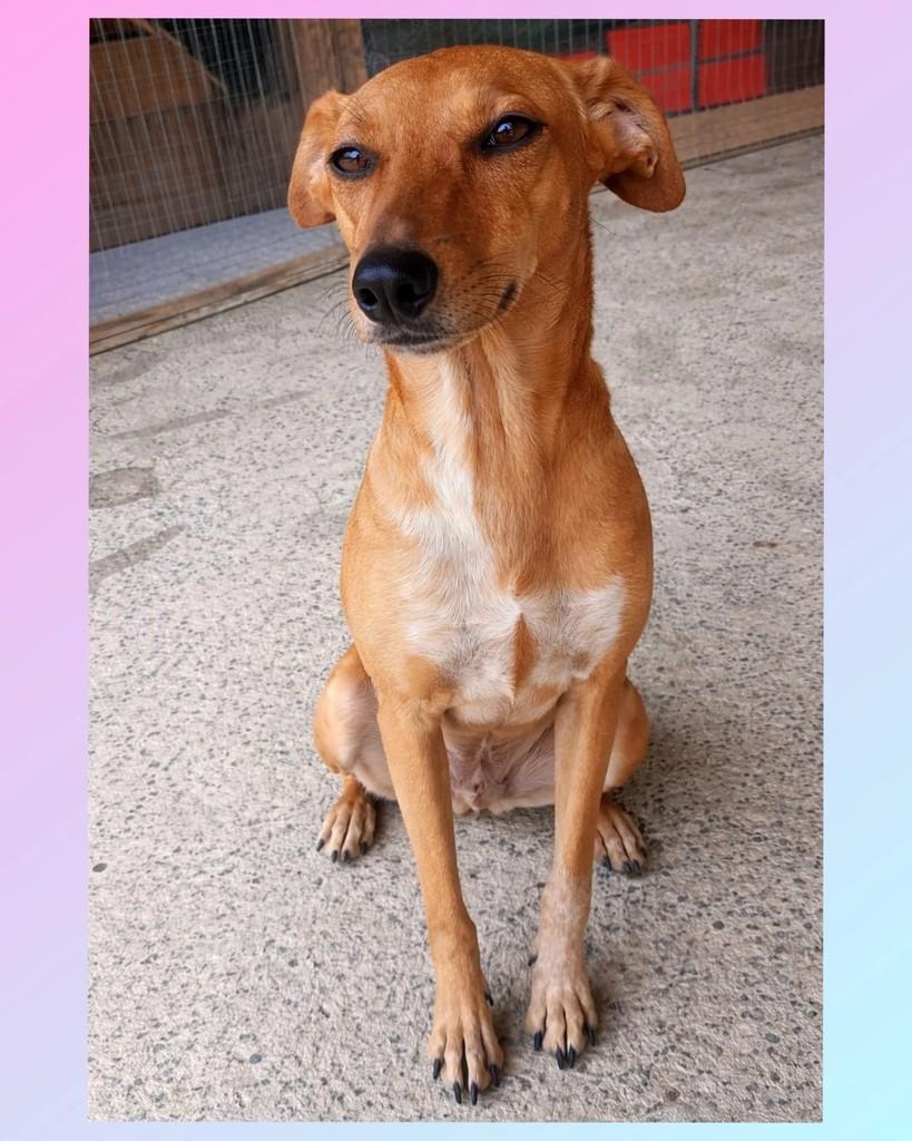 Princesa, cachorro de porte grande para adoção em Benedito Novo - SC
