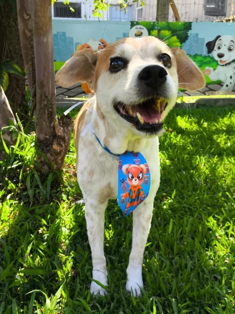 Tobias, cachorro de porte médio para adoção em Benedito Novo - SC
